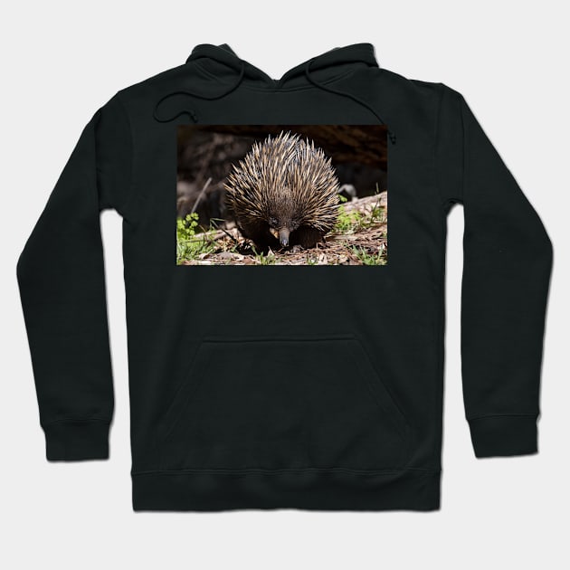 Echidna, Flinders Ranges, South Australia Hoodie by AndrewGoodall